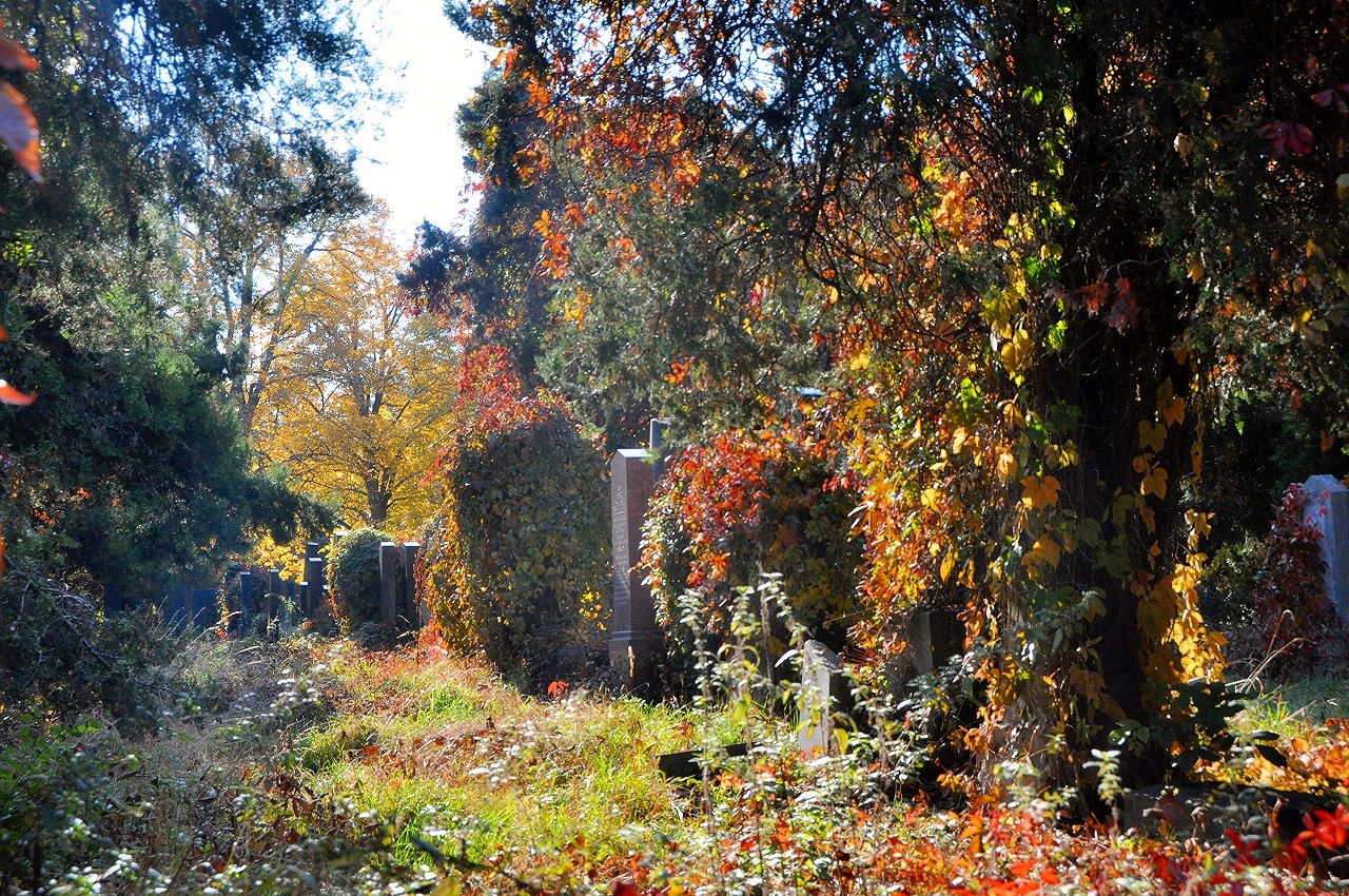  |Zentralfriedhof im Herbst